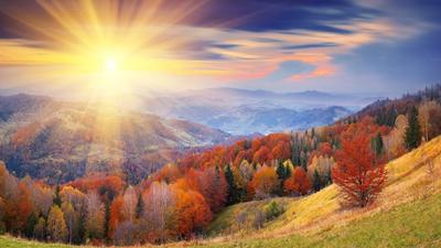 осенний рассвет в горах, разбитое дерево красного роуана Стоковое  Изображение - изображение насчитывающей сломленные, горы: 164513227