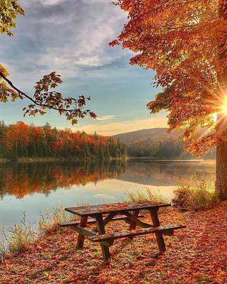 Красивый Осенний Рассвет На Маленьком Дунай-ветви Фотография, картинки,  изображения и сток-фотография без роялти. Image 51289944