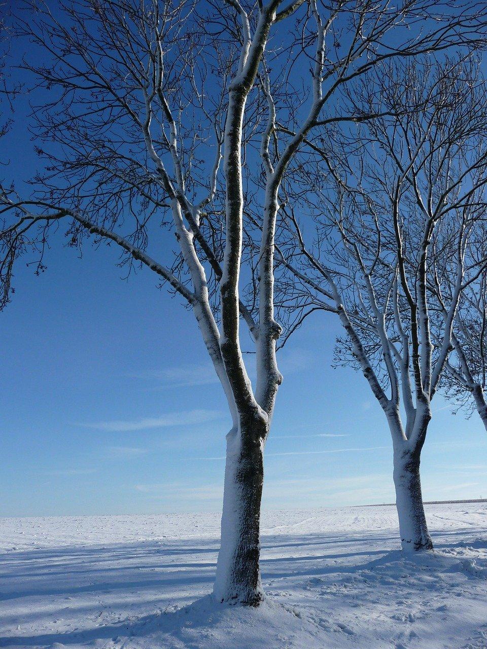 Осина зимой (128 фото) - 128 фото
