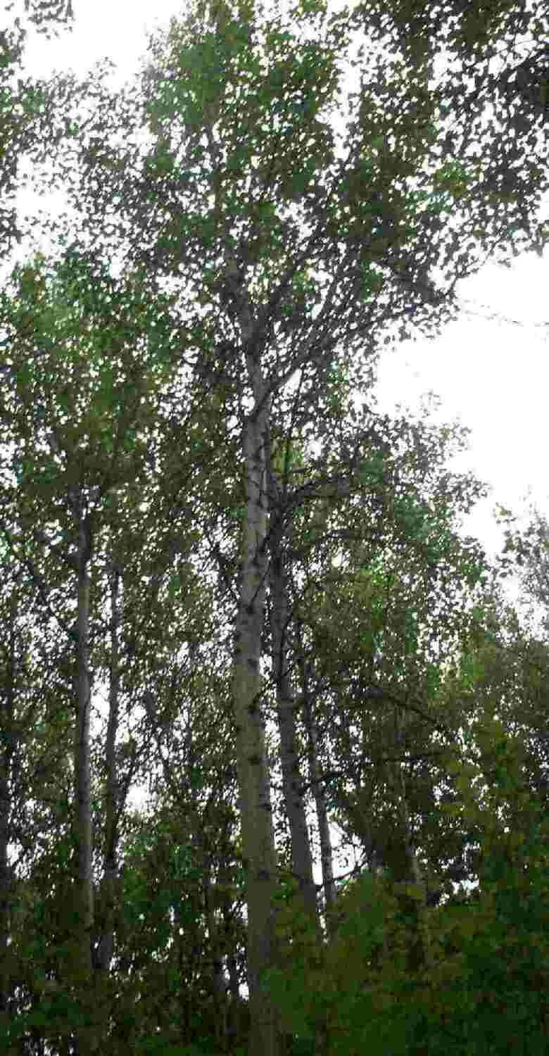 Раскраска Дерево осина | Раскраски деревья, их листья, цветение и семена