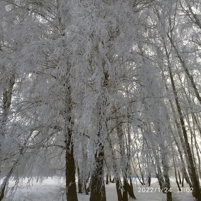 Зимние Осины В Снегу — стоковые фотографии и другие картинки Зима - Зима,  Осина, Без людей - iStock