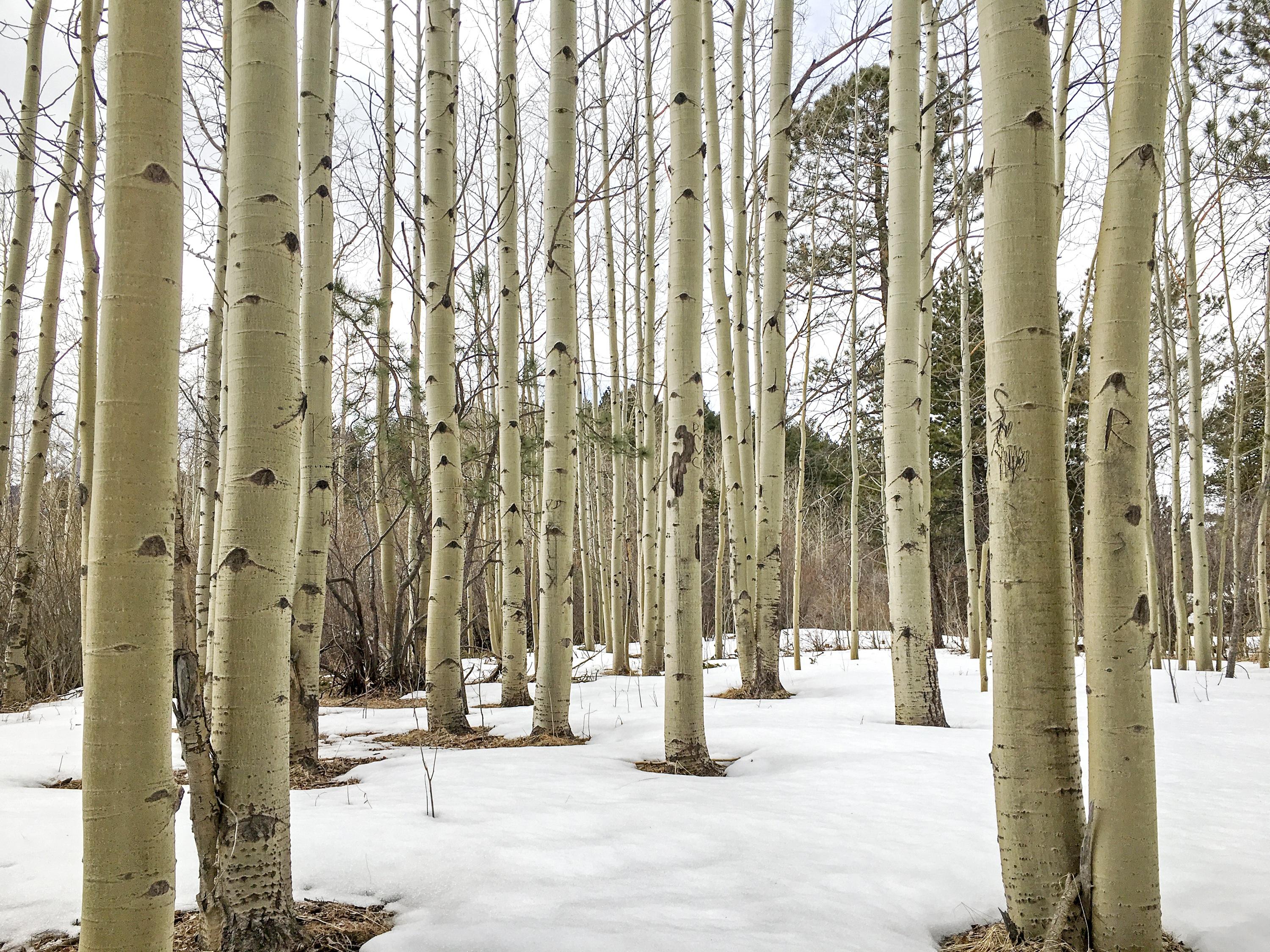 Деревья осины Tremula Populus Финляндии в зимний период Стоковое Фото -  изображение насчитывающей зима, снежок: 201383560