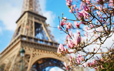 Романтический Париж Весной — стоковые фотографии и другие картинки Эйфелева  башня - Эйфелева башня, Розовый, Париж - Франция - iStock