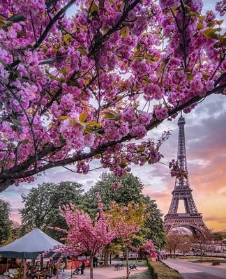 Только посмотри. - Париж весной особенно прекрасен. | Facebook