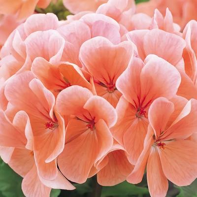 Пеларгонии (Герань) Агрофирма Аэлита Цветы - купить по выгодным ценам в  интернет-магазине OZON (692114746)