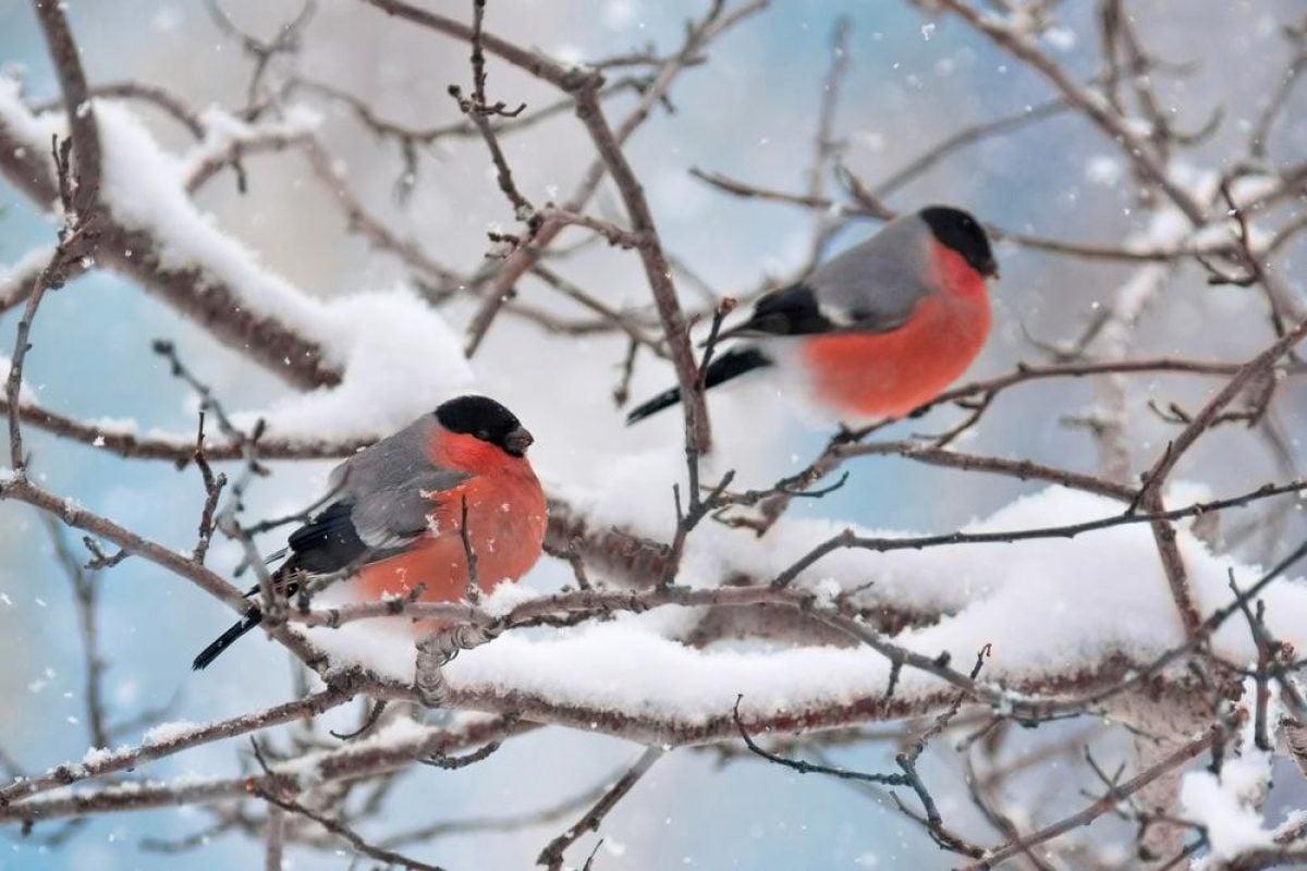 Перший день зими - привітання та картинки з першим днем зими - ZN.ua