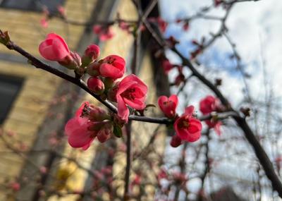 Рисунок Первые цветы весны - долгожданные крокусы №47628 - «Весна-красна!»  (15.02.2024 - 21:58)