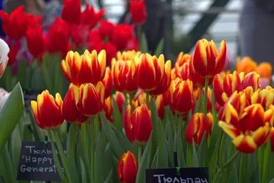 Первые цветы весны.. Фотограф Татьяна Попова