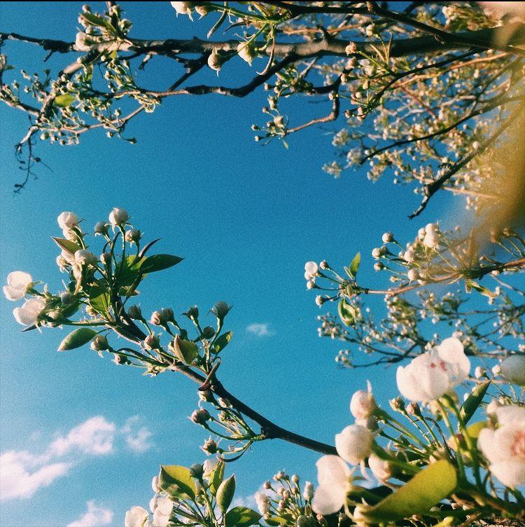 Эта весна словно магнит | Весна цветение, Цветочные фоны, Изображения неба