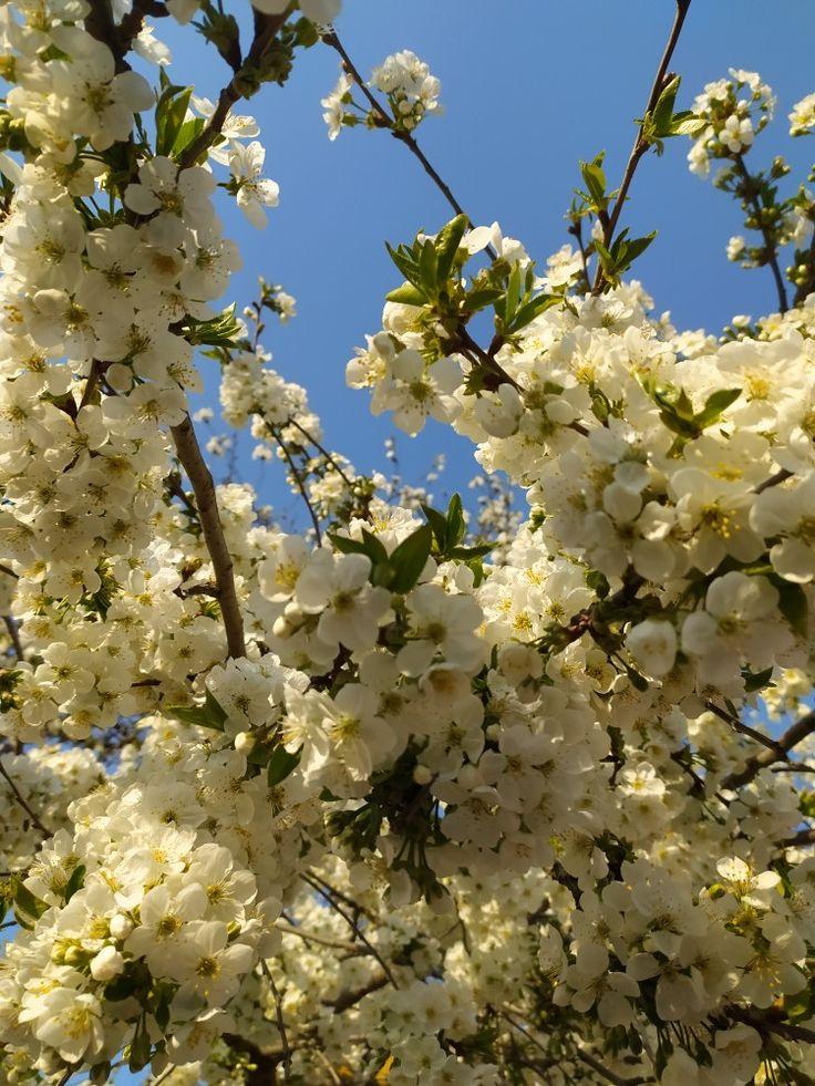весна #цветы #небо #эстетика #teoma | Цветы, Эстетика, Весна
