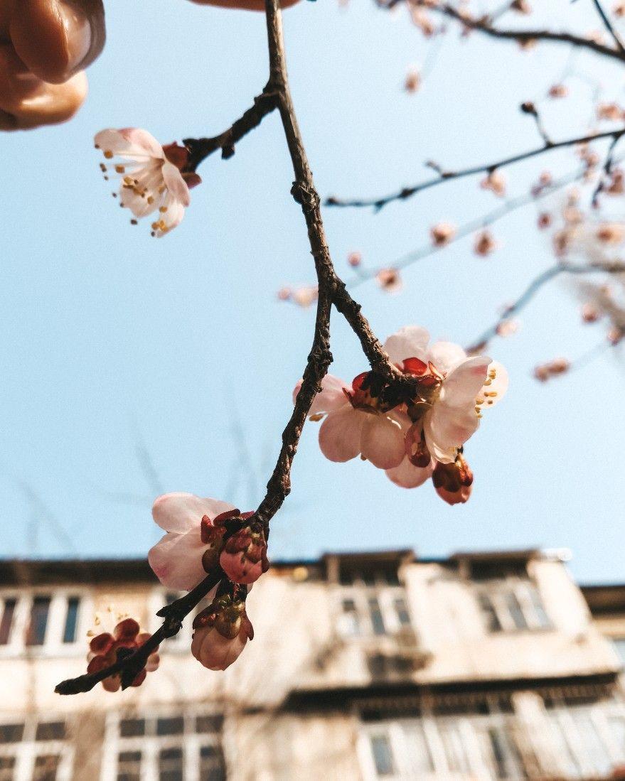 весенние обои | Весна цветение, Изображения неба, Фотография на природе