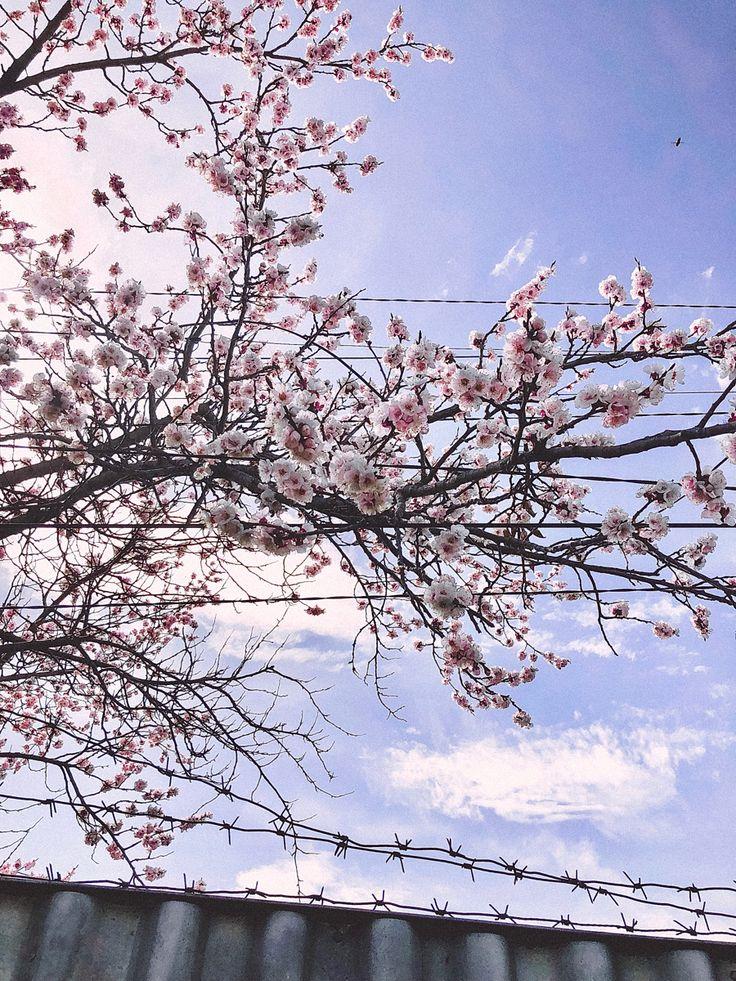 Spring | Природа, Весна, Цветы