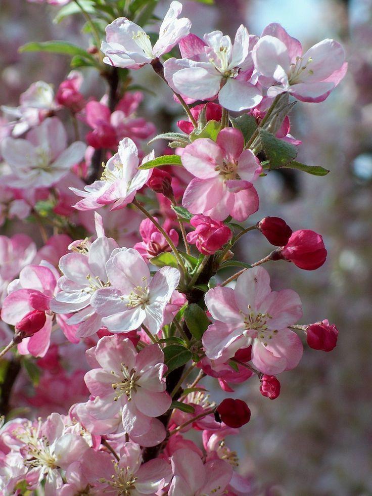 со страницы Пин от пользователя Serap на доске Spring | Pinterest) |  Beautiful flowers, Amazing flowers, Pretty flowers