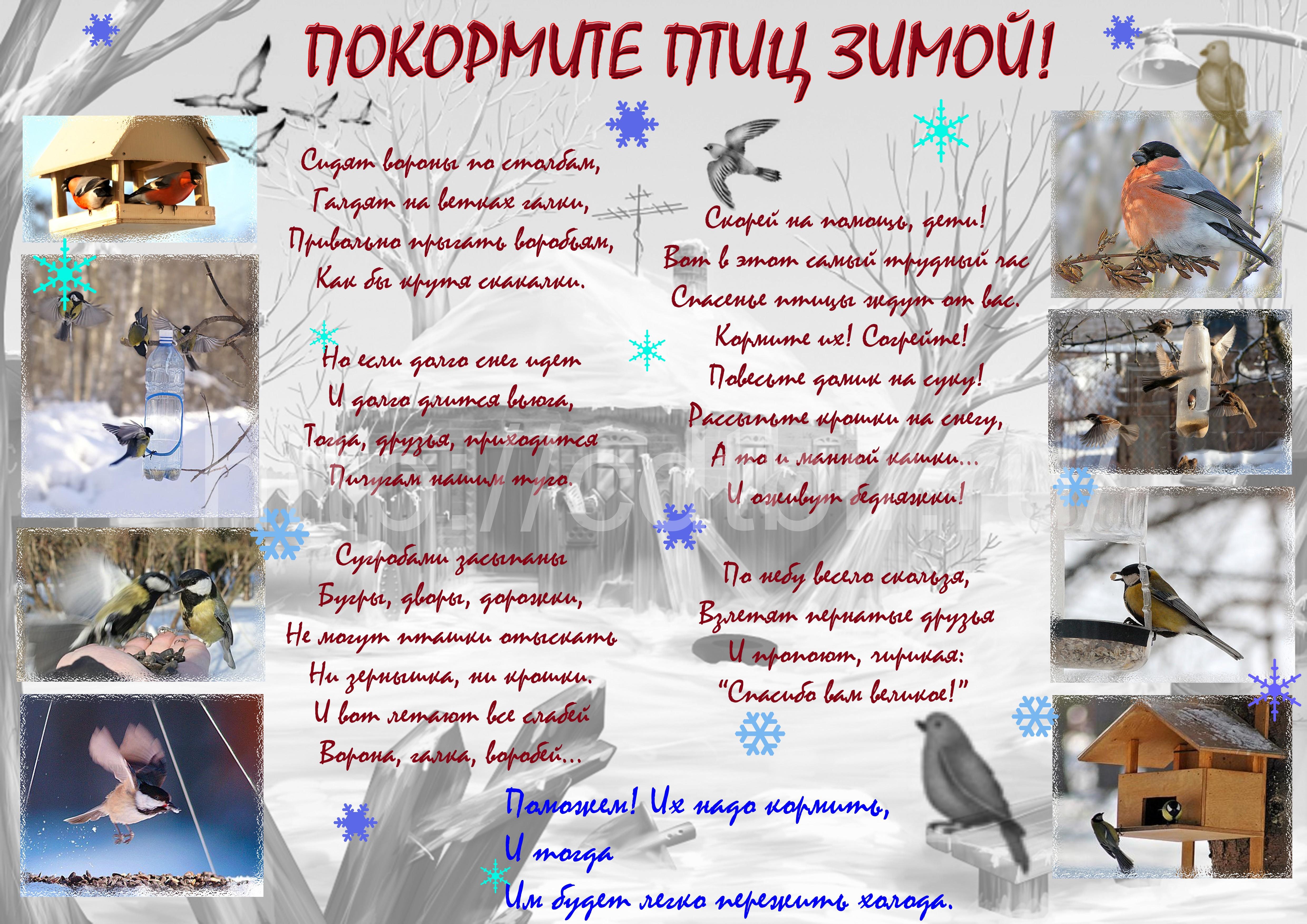 Покормите птиц зимой | ВКонтакте