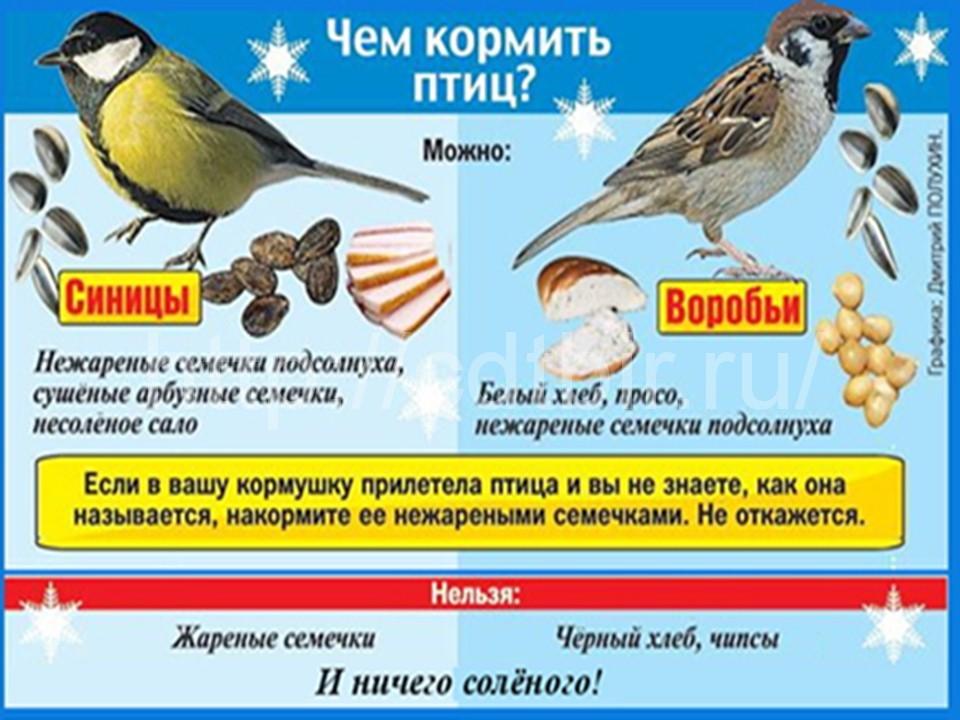 Буклет \"Покормите птиц зимой\" | Дефектология Проф