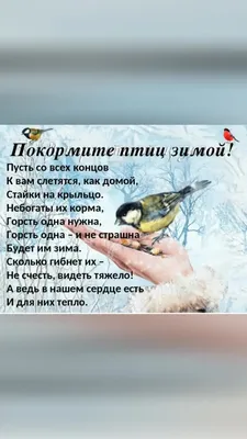 Покормите птиц зимой! - YouTube