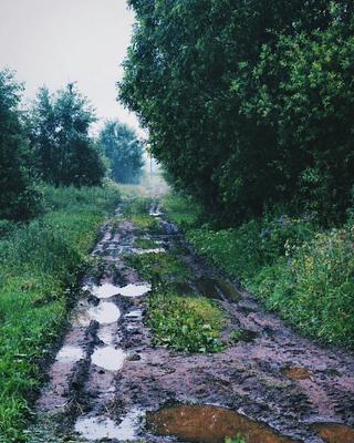 Фотографии Твери: Лес после дождя | Фотограф - Андрей Звягинцев