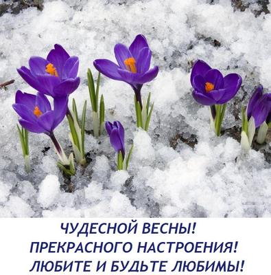 Весны чудесной, прекрасного настроения, любите и будьте любимы! Открытки,  картинки, поздравления, пожелания | Весенние цветы, Весна, Цветы