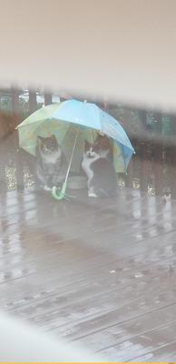 доброта :: дождь :: Зонт :: котэ (прикольные картинки с кошками) / смешные  картинки и другие приколы: комиксы, гиф анимация, видео, лучший  интеллектуальный юмор.