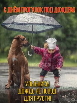 Милые собаки, которым нравится гулять под зонтом | Собачий вестник | Дзен