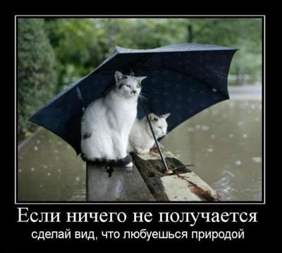 дверь :: дождь :: котэ (прикольные картинки с кошками) / смешные картинки и  другие приколы: комиксы, гиф анимация, видео, лучший интеллектуальный юмор.