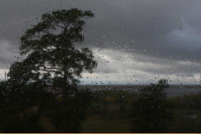 Природа после дождя | Пикабу
