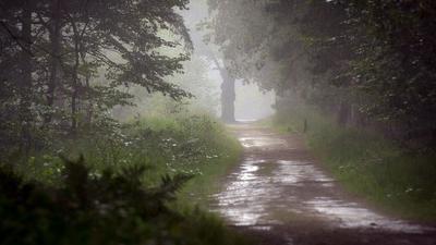Скачать обои дорога, дождь, деревья, природа, раздел природа в разрешении  1920x1080 | Пейзажи, Натуральный, Природа