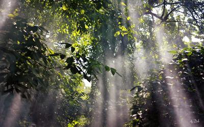 Бамбуковый лес фон под дождем Бамбуковые листовые растения дождь природа  фон, Бамбуковый лес фон под дождем, Естественный фон, бамбуковый лес фон  картинки и Фото для бесплатной загрузки