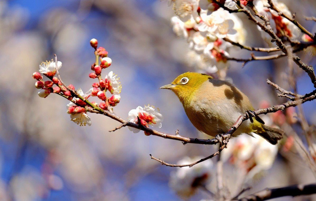 Картинки признаки весны в природе (70 фото) » Картинки и статусы про  окружающий мир вокруг