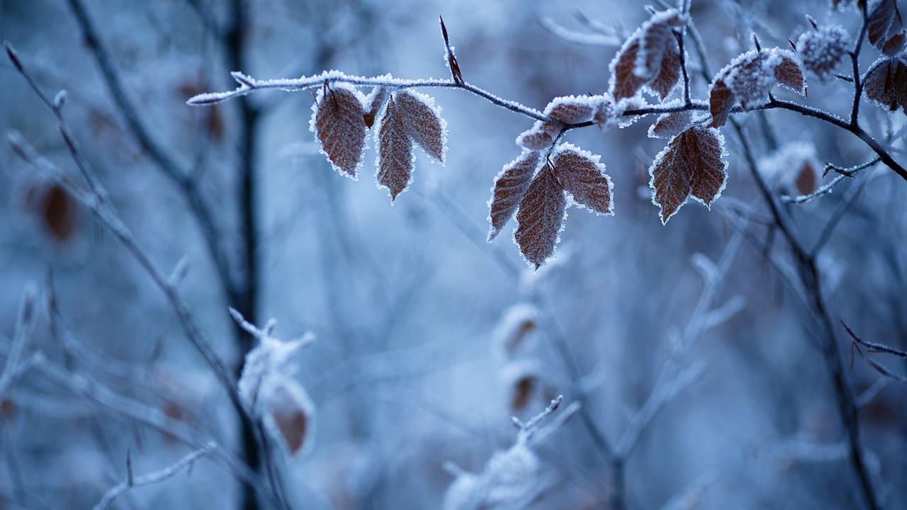Стихотворение «Ранняя зима.», поэт Сенченко Наталия