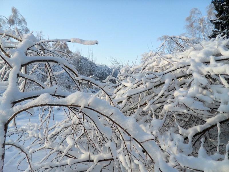 Foto Stock Ранняя зима в Москве. Опавшие листья на снегу | Adobe Stock