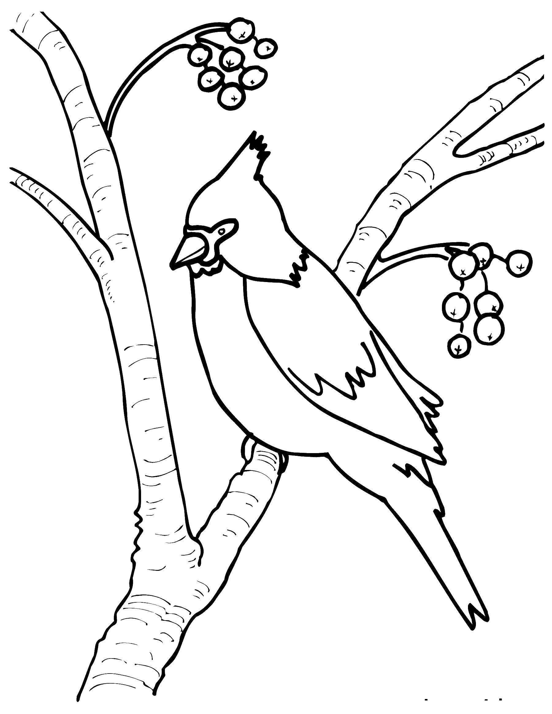 Иллюстрация 5 из 16 для Раскраска Зимующие птицы | Лабиринт - книги.  Источник: Марина Епифанцева