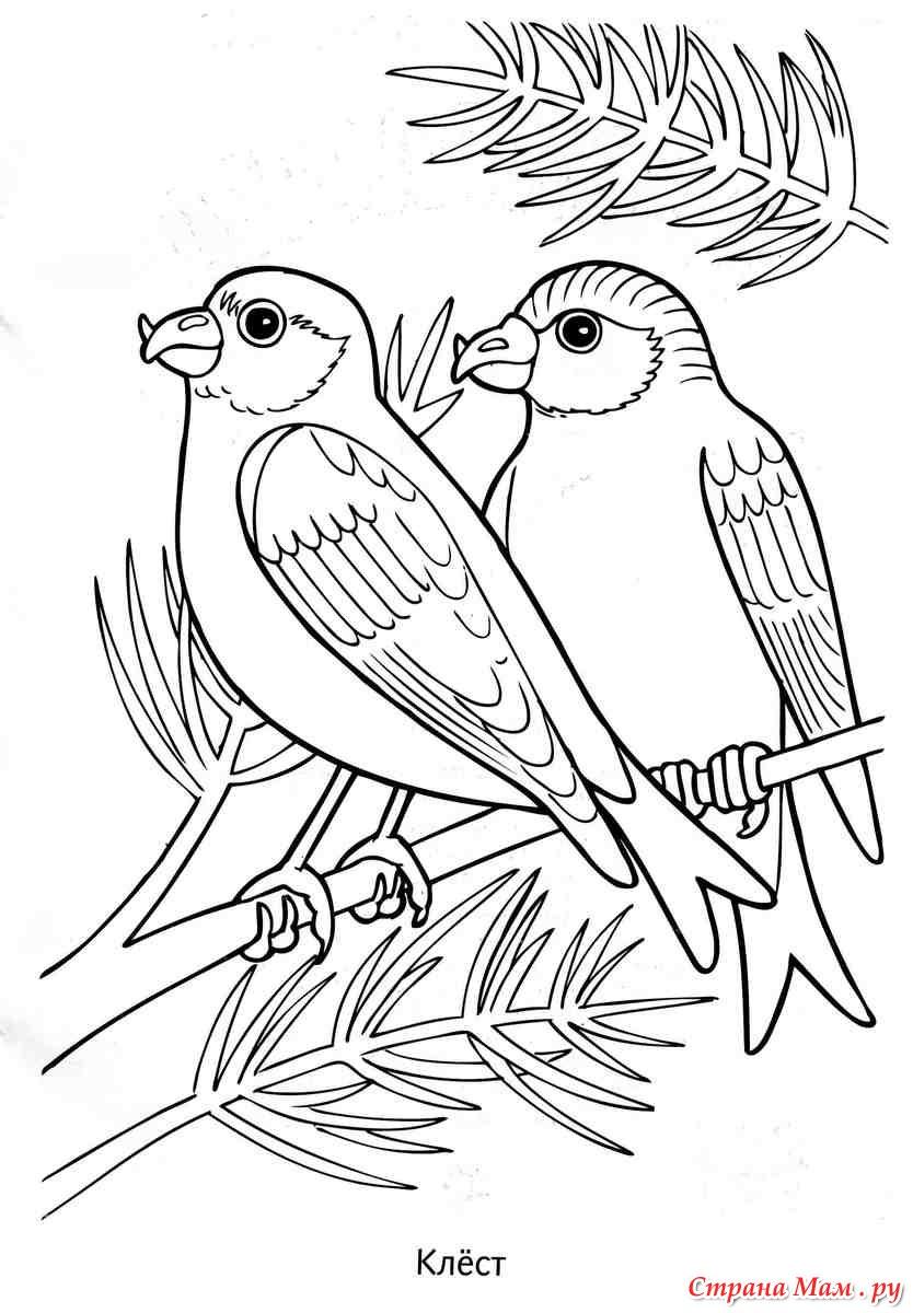 Раскраска \"Зимующие птицы\", серия Первые уроки (299629) - Купить по цене от  13.37 руб. | Интернет магазин SIMA-LAND.RU