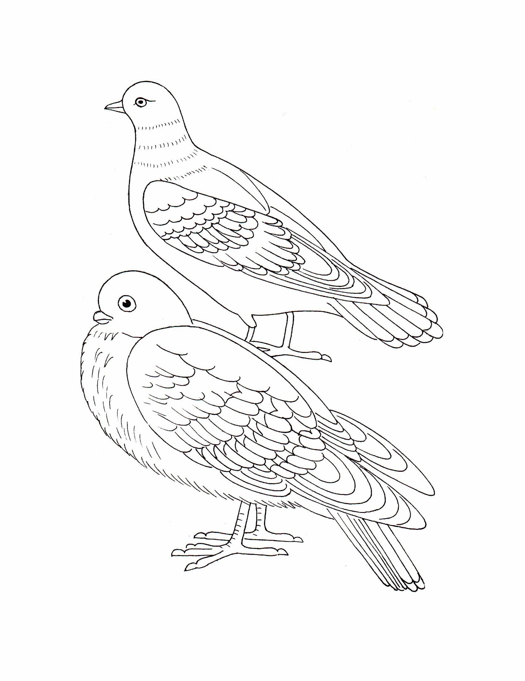Раскраски Зимующие птицы - распечатать в формате А4