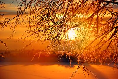Картинка зимние Природа рассвет и закат на ветке