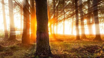 Рассвет в лесу» — создано в Шедевруме