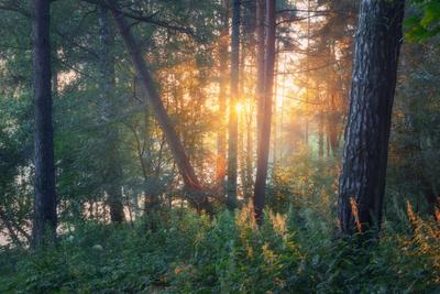 Рассвет в лесу. Фотограф Мартыненко Дмитрий