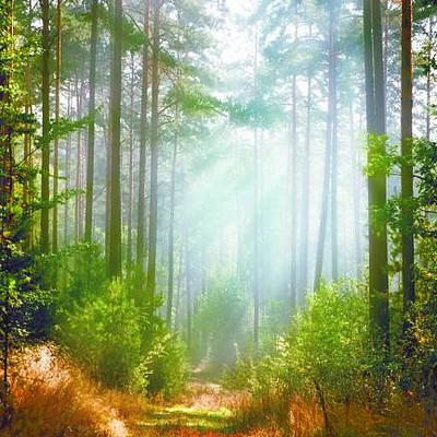 Стихотворение «Рассвет в лесу», поэт Хрони Анастасия