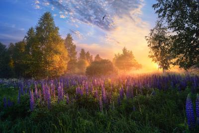 рассвет в лесу | Фотограф Виталий Полуэктов | Фото № 51084