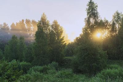Надежда - Рассвет в лесу, 3 2020, 30×40 см: Описание произведения | Артхив