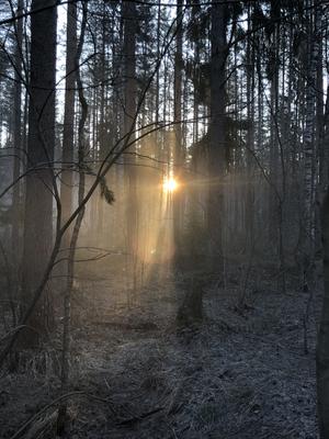 Рассвет в лесу / фото