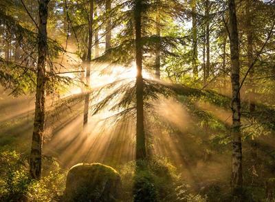 Восход солнца в лесу :: Сергей Чиняев – Социальная сеть ФотоКто