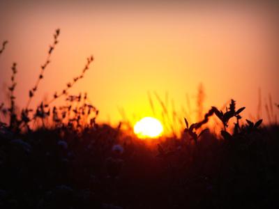 Картина пейзаж с восходом солнца «Рассвет в поле» 70х50х1,5 см – заказать  на Ярмарке Мастеров – JESPSBY | Картины, Волгоград