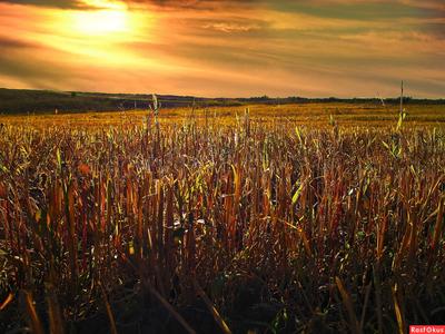 Пейзаж, солнечный рассвет в поле :: Стоковая фотография :: Pixel-Shot Studio