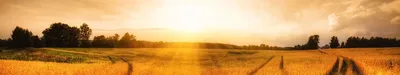 Рапсовое поле в рассветных лучах восходящего солнца. #беларусь #природа  #пейзаж #утро #рассвет #поле #рапс #belarus #nature #landscape… | Instagram