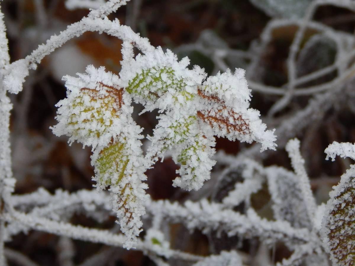Растения растущие зимой - 75 фото