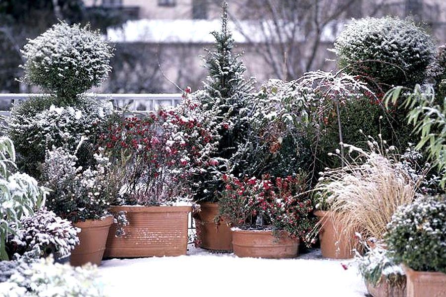 Декоративные кустарники для зимнего сада | GreenMarket