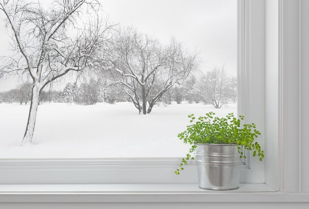 Как защитить растения зимой, если нет снега - Росгрядка