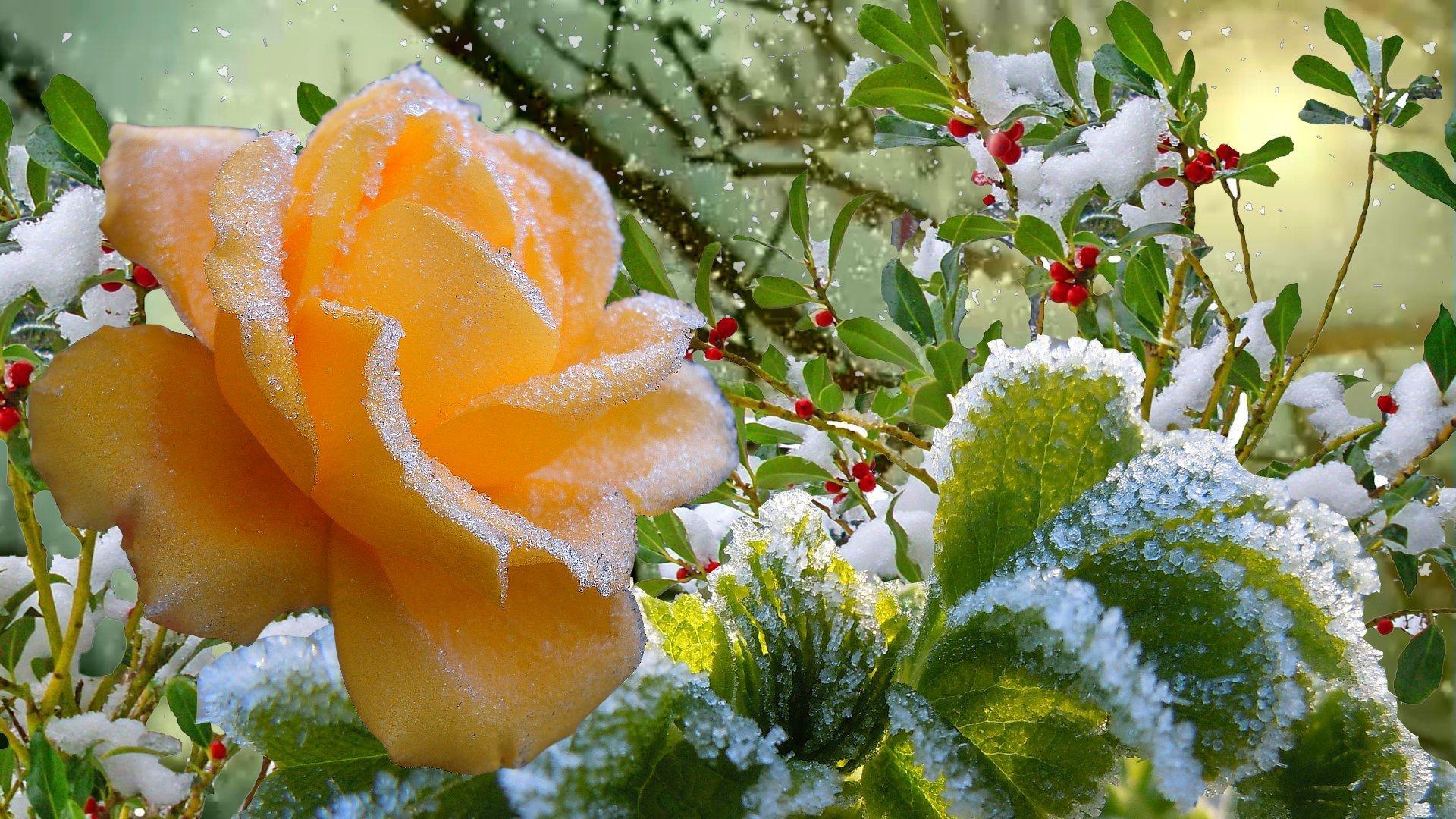 Цветы цветущие зимой - 70 фото