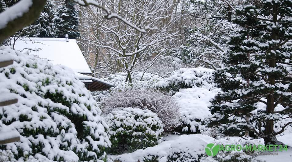 Зимние кустарники и деревья: морозостойкие декоративные растения |  АгроМаркет24